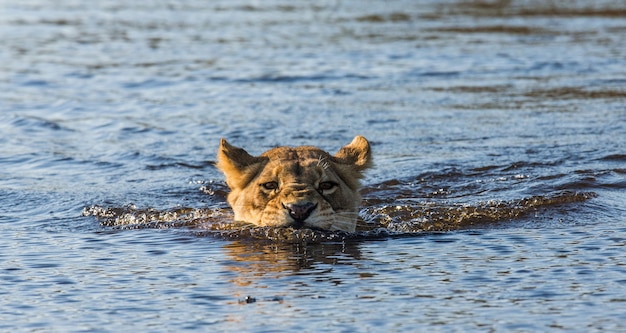 Premium Photo | Lioness is swimming through the swamp