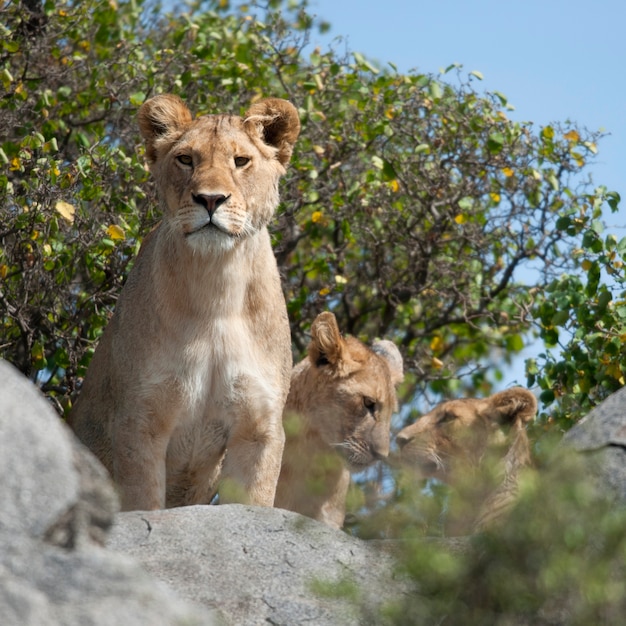 Premium Photo | Lioness and lion cubs in serengeti national park