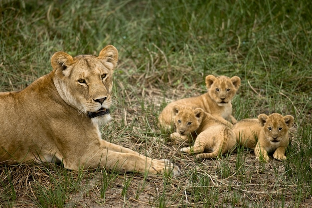 Premium Photo | Lioness lying with her cubs in grass, looking at camera