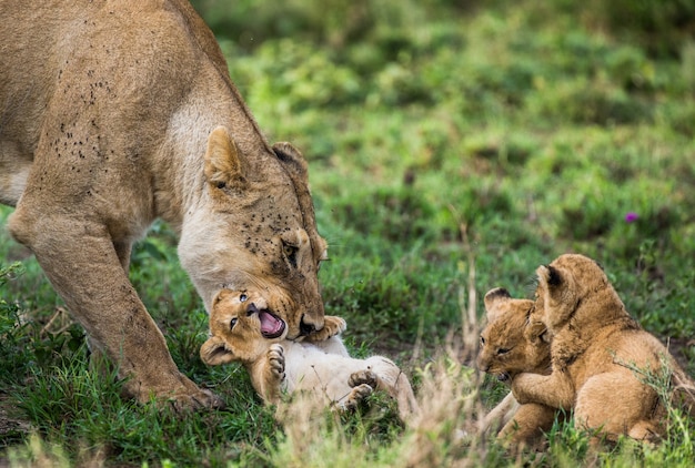 Premium Photo | Lioness with cub in nature