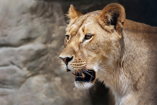 Premium Photo | Lioness with mouth open, panthera leo close up