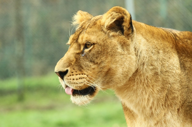 Premium Photo | A lioness in the zoo safari