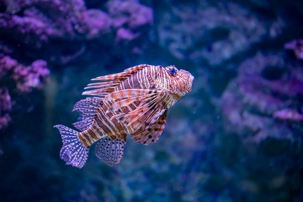 Premium Photo | Lionfish in the water