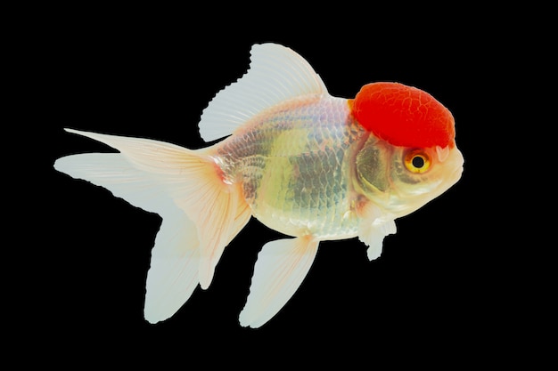 ライオンヘッド金魚またはランチュウ金魚 赤い頭 白い体 プレミアム写真