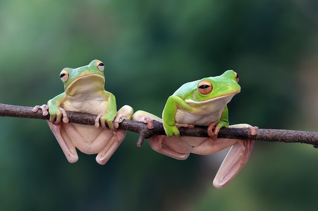 Free Photo | Litoria infrafrenata tree frog closeup on branch