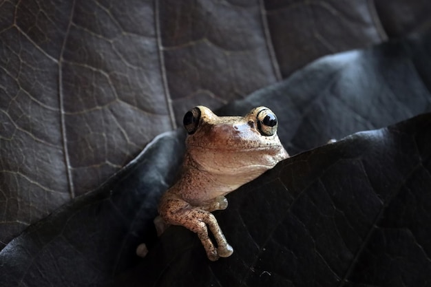 Free Photo | Litoria rubella tree frog perched on the purple leaf