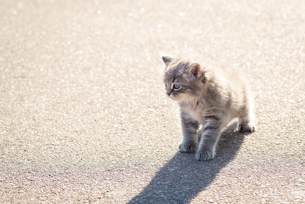 Premium Photo Little Abandoned Kitten Walking Outdoor On Asphalt Road Small Gray Lonely Cat