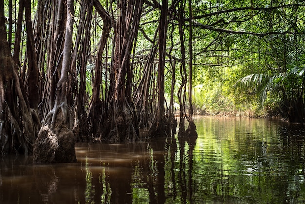 Little amazon in pang-nga in sang nae canal thailand Premium Photo