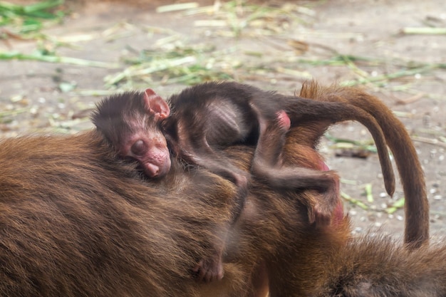 彼の母猿の背中で寝ているクマドリのヒヒの小さな赤ちゃん プレミアム写真