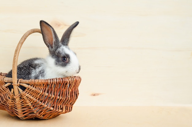 小さな赤ちゃんウサギ バスケットにレタスの葉とニンジンを食べるウサギ げっ歯類 ペット用の餌 幸せなイースターの概念 プレミアム写真