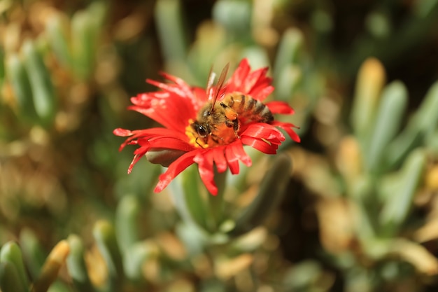 明るい赤のカルカラ多肉植物の花に蜜を集める小さな蜂 プレミアム写真