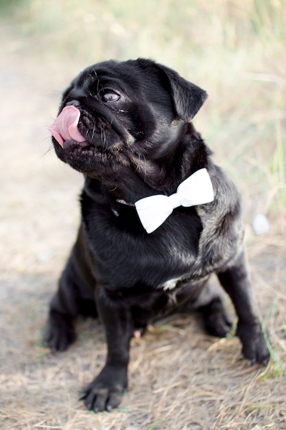 black dog bow tie