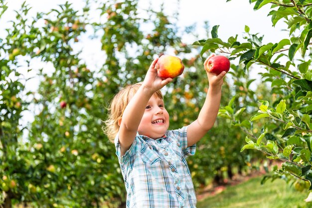 Premium Photo | Little boy of two yers old staying in apple orchard and ...