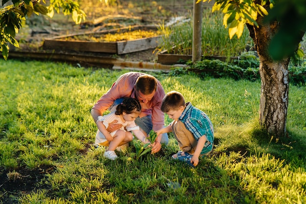 Premium Photo | Little brother and sister planting seedlings