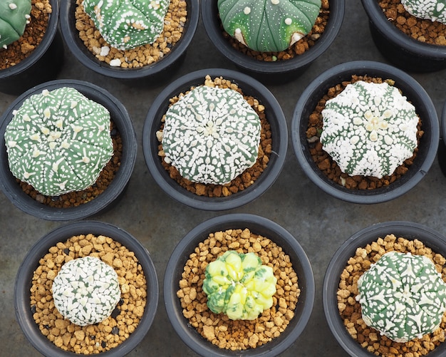 Little Cactus In The Small Pot Plant For Decoration Photo