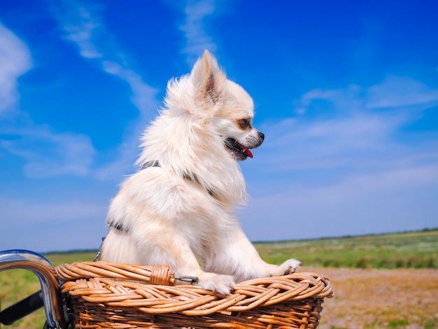 プレミアム写真 自転車のバスケットに乗って小さなチワワ犬 オランダのスヒールモニコーフ島の砂丘地域の道路 で人と一緒に旅行する子犬 アクティブな家族のスポーツ 夏の旅行や休暇の概念