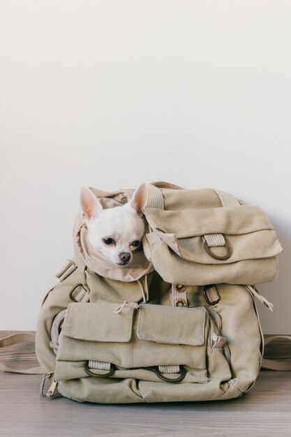 dog face backpack