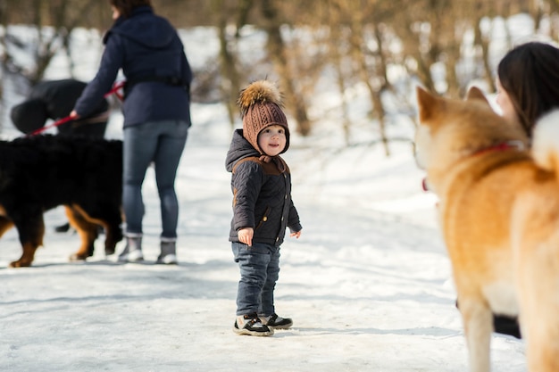 小さな子供が冬の公園で面白い秋田犬と遊ぶ 無料の写真