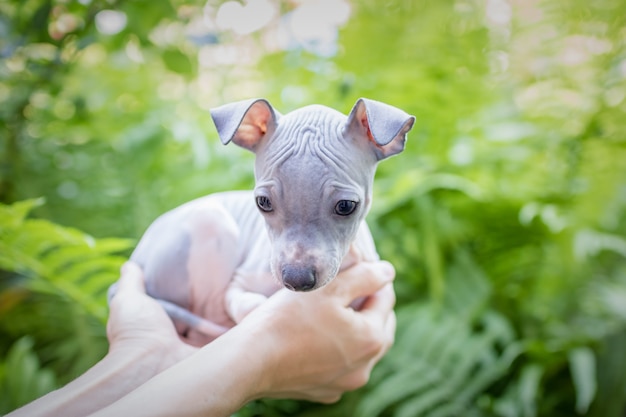 緑の葉の背景にかわいい子犬 アメリカンヘアレステリア プレミアム写真