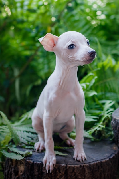 緑の葉の背景に座っている小さなかわいい子犬 アメリカンヘアレステリア プレミアム写真