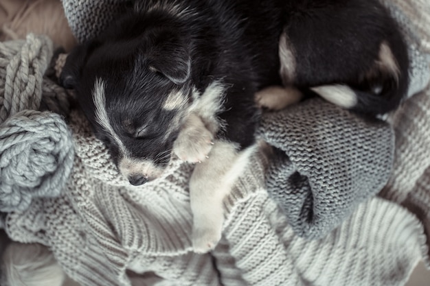 セーターで横になっている小さなかわいい子犬 無料の写真