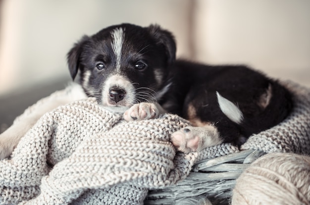 セーターで横になっている小さなかわいい子犬 無料の写真