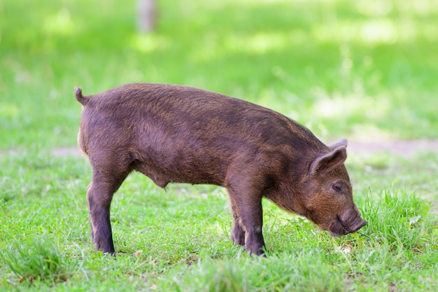 少し暗い豚 かわいい小さな黒豚が水たまりを歩いて 草を食べて 自然の愛 ベガ ダークブタ プレミアム写真