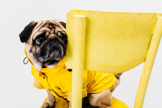 У собаки стул желтого цвета