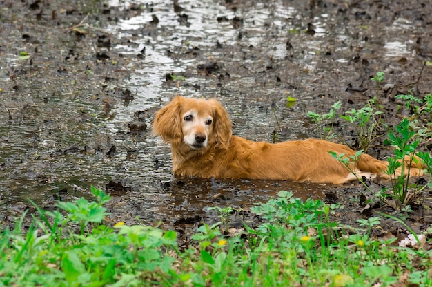 Little dog lying on the grass Premium Photo
