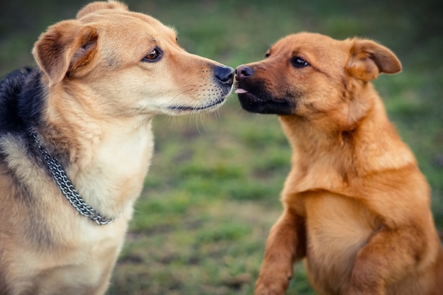 大きな犬にキスしようとしている小さな犬 愛 忍耐 成功の概念 プレミアム写真