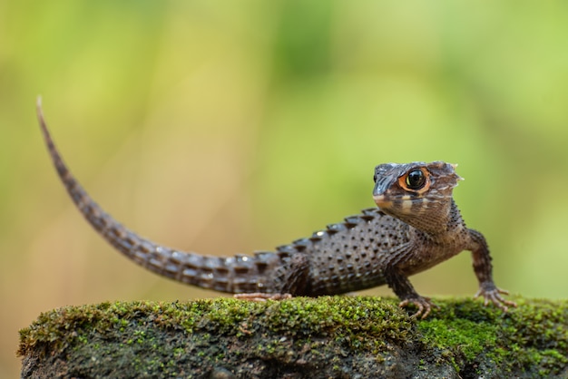 Premium Photo | Little dragon, crocodile skink