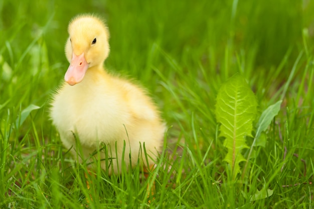 Premium Photo | Little duckling