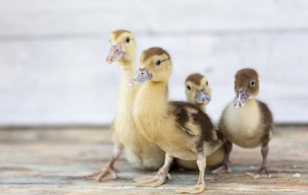 Premium Photo | Little ducklings on wood planks