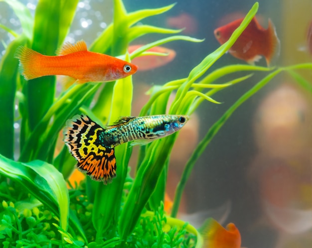 Premium Photo | Little fish in fish tank or aquarium, gold fish, guppy