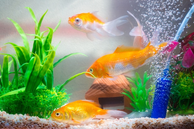 Premium Photo | Little fish in fish tank or aquarium