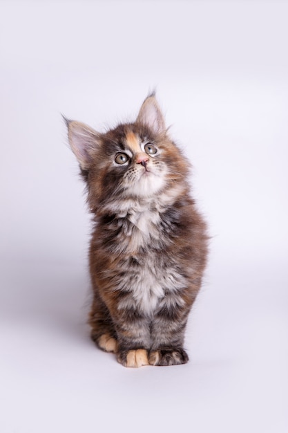 Little Fluffy Kitten Maine Coon Photo Premium Download