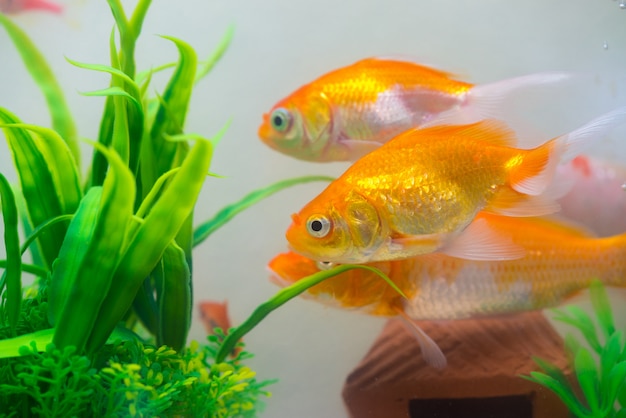 Premium Photo Little Gold Fish In Fish Tank Or Aquarium