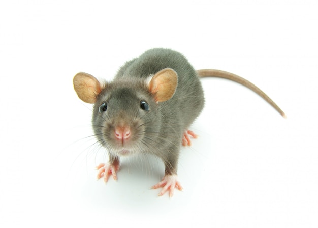 Little grey mouse Premium Photo