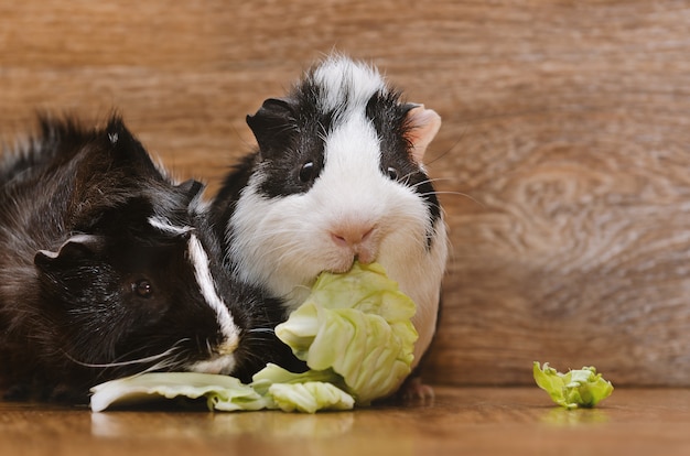 do guinea pigs eat cabbage