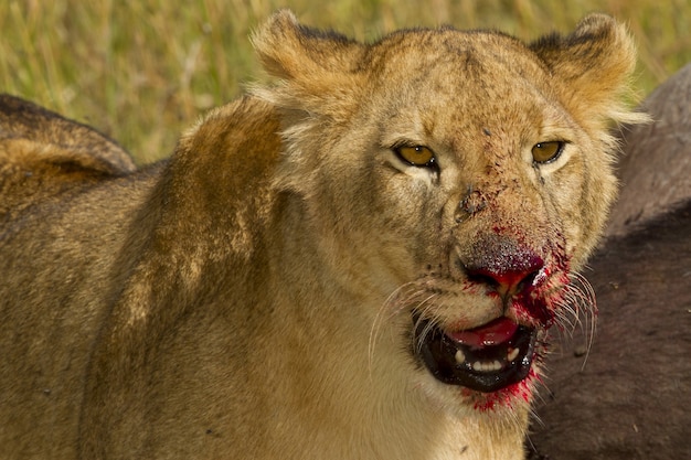 アフリカのジャングルで死んだ動物から野蛮に餌をやる小さなライオン 無料の写真