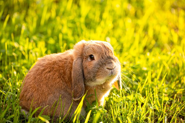 Little lop-eared rabbit sits on the lawn. dwarf rabbit breed ram at ...