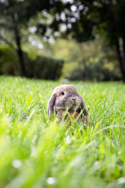 living nature lop eared rabbit