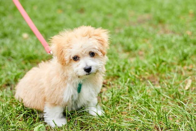 Premium Photo | Little maltipoo puppy is walking in green grass