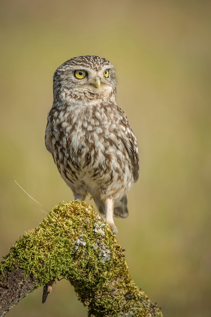 Malenkaya Sova Athene Noctua Premium Foto