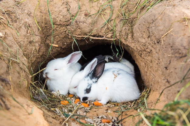 小さなウサギが穴に座ってニンジンを食べています プレミアム写真