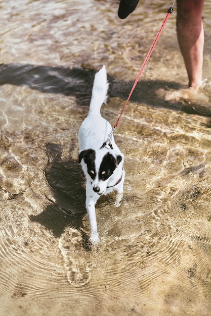 Free Photo | Little terrier dog playing in the sea