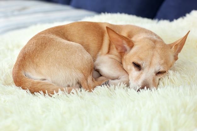 毛布で晴れた日にソファーで寝ている少し疲れているか退屈なチワワ犬 犬が待っています プレミアム写真