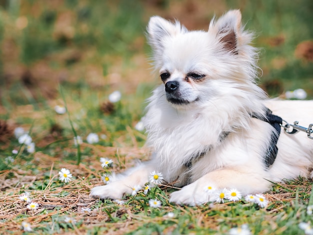 小さな白い犬チワワは デイジーの花と夏の日に森の地面に座っています 夏の公園で犬の散歩 美しいふわふわの子犬 動物が野外で遊ぶ 自然の中で森の中でペット プレミアム写真