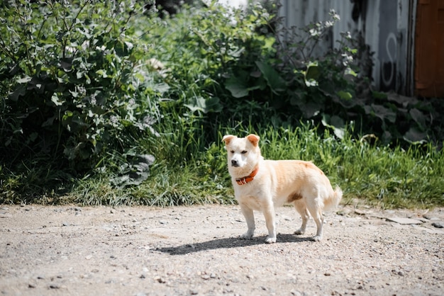 通りの小さな白い犬 横を向いている赤い首輪の犬 プレミアム写真