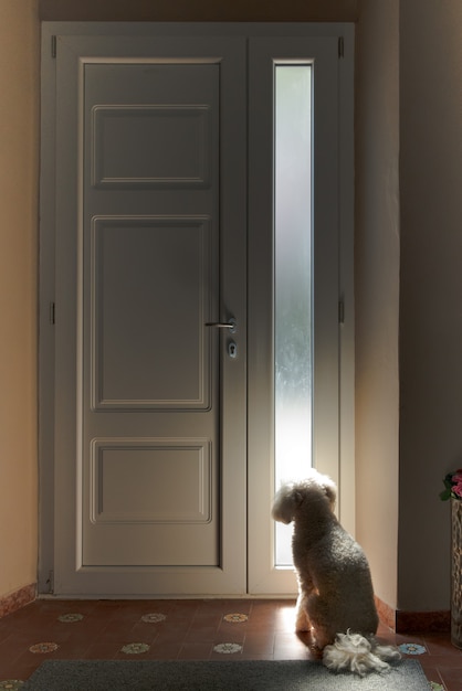 Premium Photo | Little white dog sitting waiting at a door